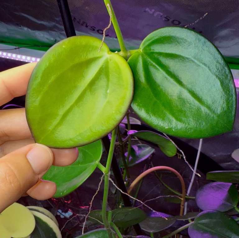 Hoya Idaho 10 Pieces Seeds