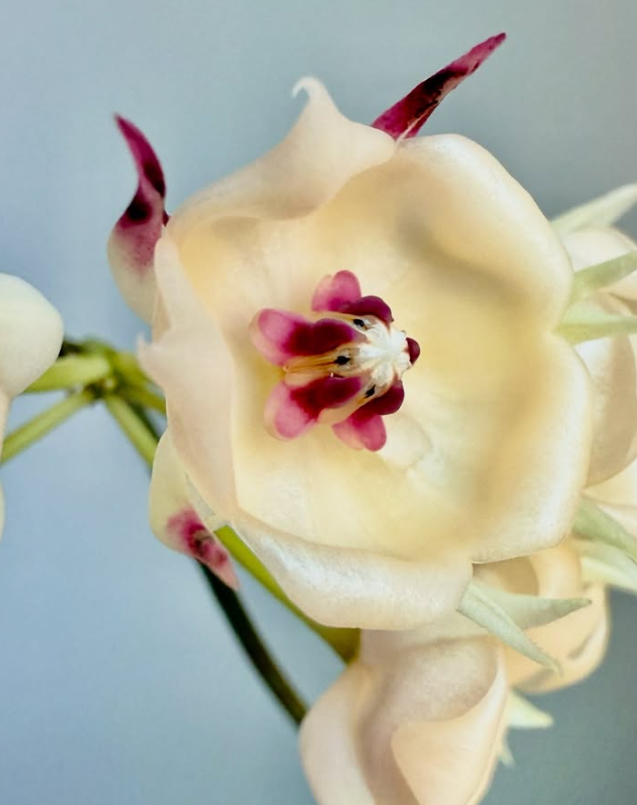 Hoya Surisana 10 Pieces Seeds
