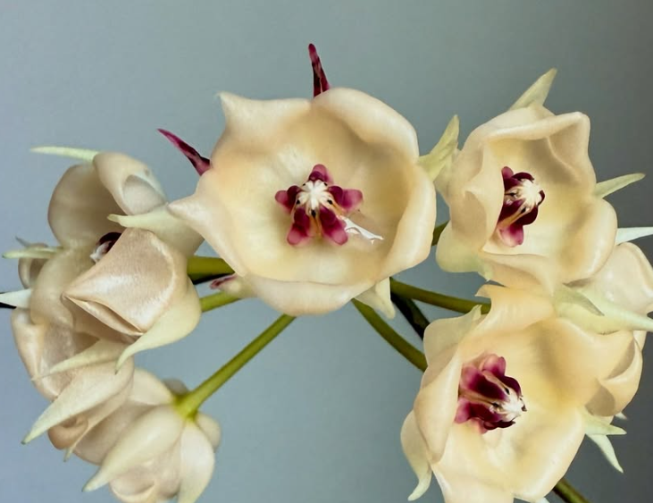 Hoya Surisana 10 Pieces Seeds