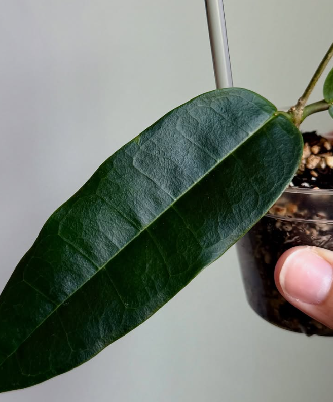 Hoya Surisana 10 Pieces Seeds