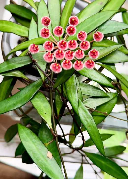 Hoya sp. Pola 10 Pieces Seeds