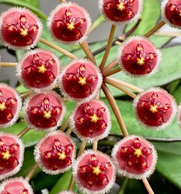 Hoya sp. Pola 10 Pieces Seeds