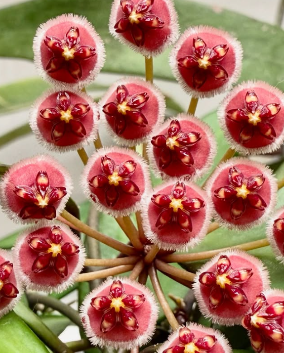 Hoya sp. Pola 10 Pieces Seeds