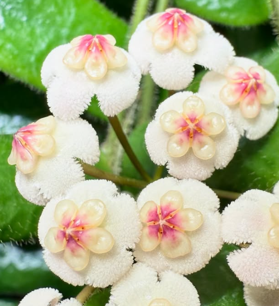 Hoya Rotundiflora 10 Pieces Seeds