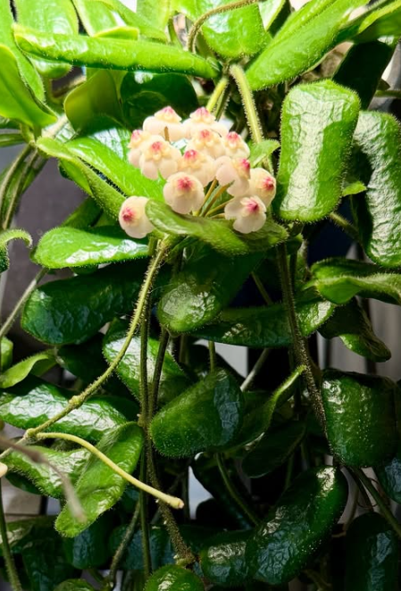Hoya Rotundiflora 10 Pieces Seeds