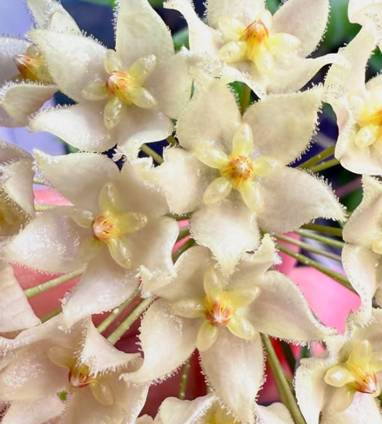 Hoya Leucantha 10 Pieces Seeds