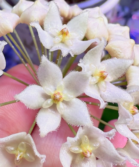 Hoya Leucantha 10 Pieces Seeds