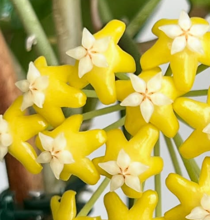 Hoya sp. Timor Leste 10 Pieces Seeds