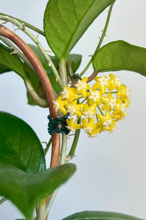 Hoya sp. Timor Leste 10 Pieces Seeds