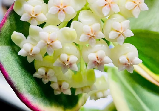 Hoya Subquintuplinervis Albo 10 Pieces Seeds