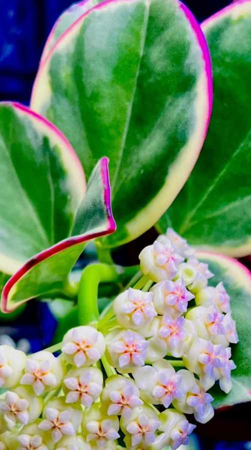 Hoya Subquintuplinervis Albo 10 Pieces Seeds