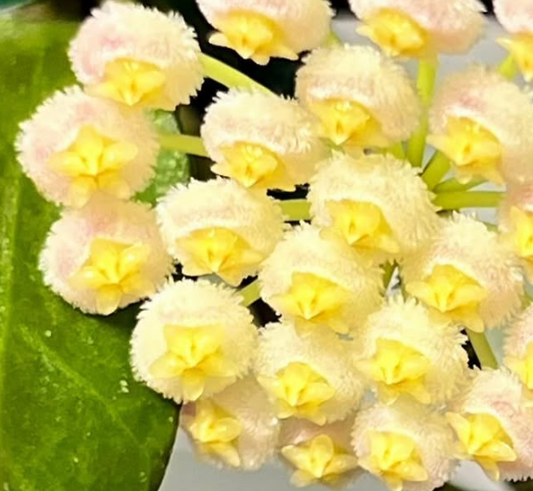 Hoya Rebecca 10 Pieces Seeds