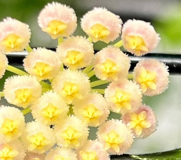 Hoya Rebecca 10 Pieces Seeds