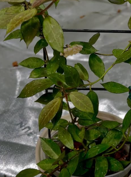 Hoya Rebecca 10 Pieces Seeds