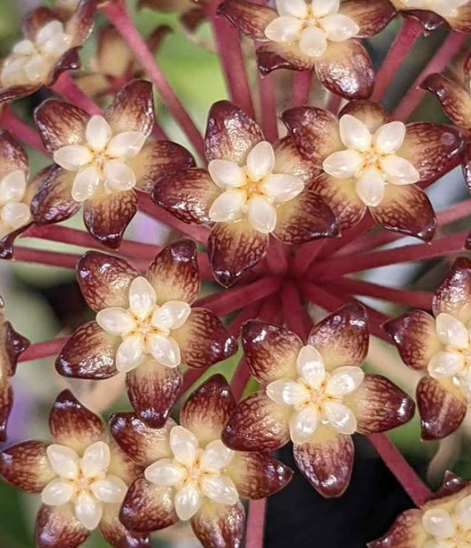 Hoya Clemensiorum 10 Pieces Seeds