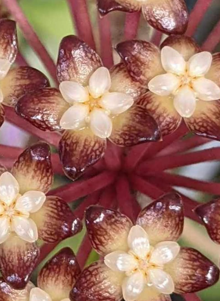 Hoya Clemensiorum 10 Pieces Seeds