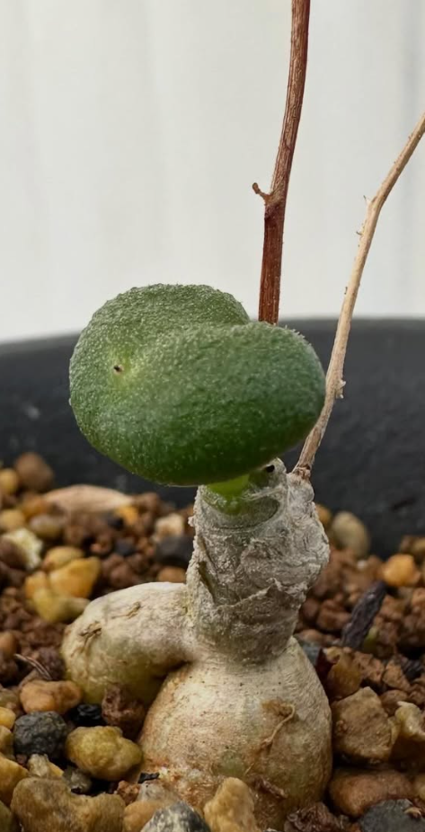 Tylecodon opelii 10 Pieces Seeds