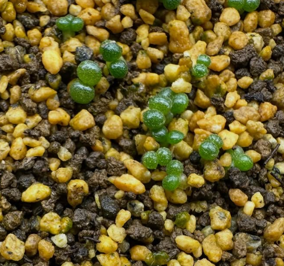Tylecodon opelii 10 Pieces Seeds