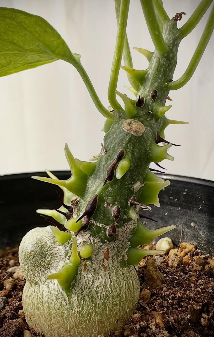 Adenia aculeata ssp aculeata 3 Pieces Seeds