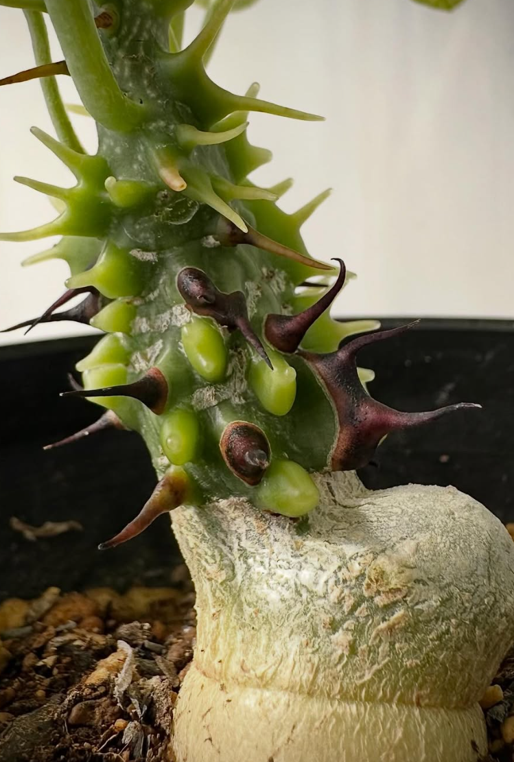 Adenia aculeata ssp aculeata 3 Pieces Seeds