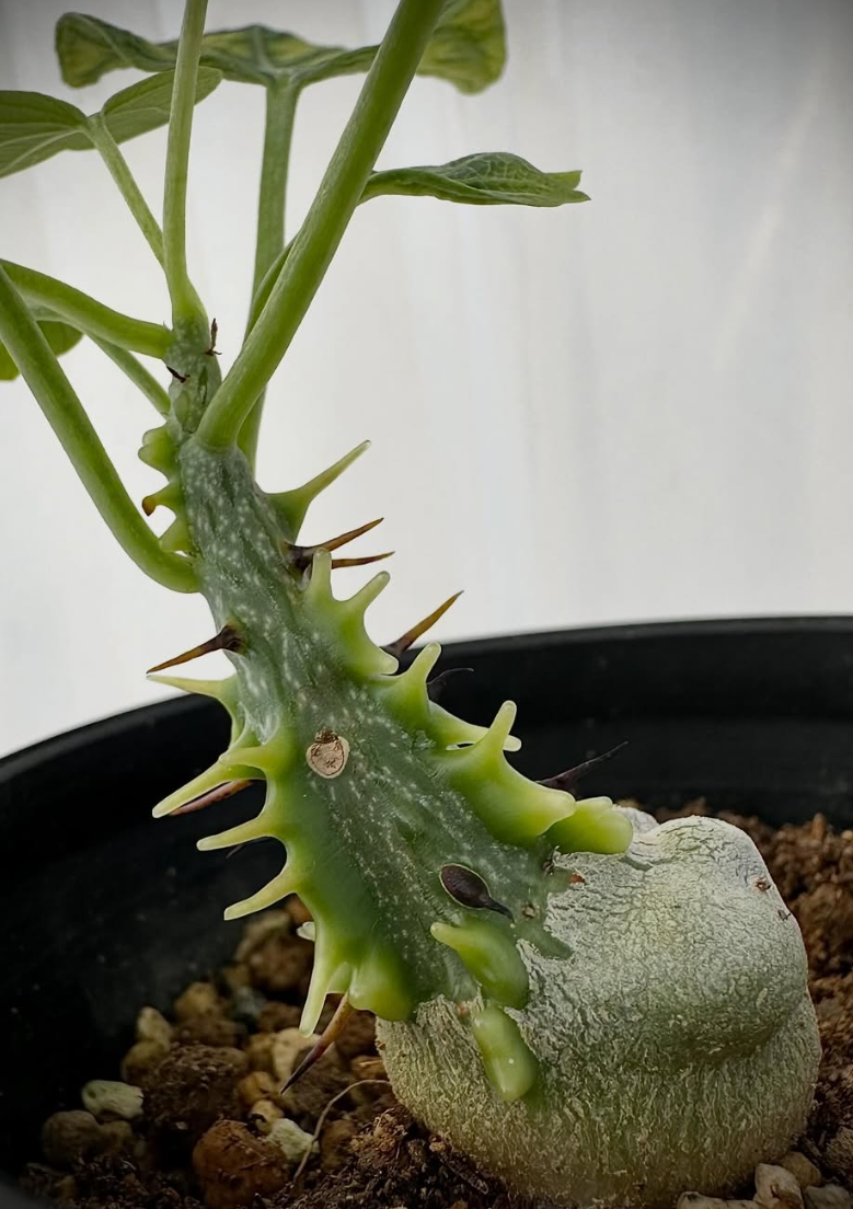 Adenia aculeata ssp aculeata 3 Pieces Seeds