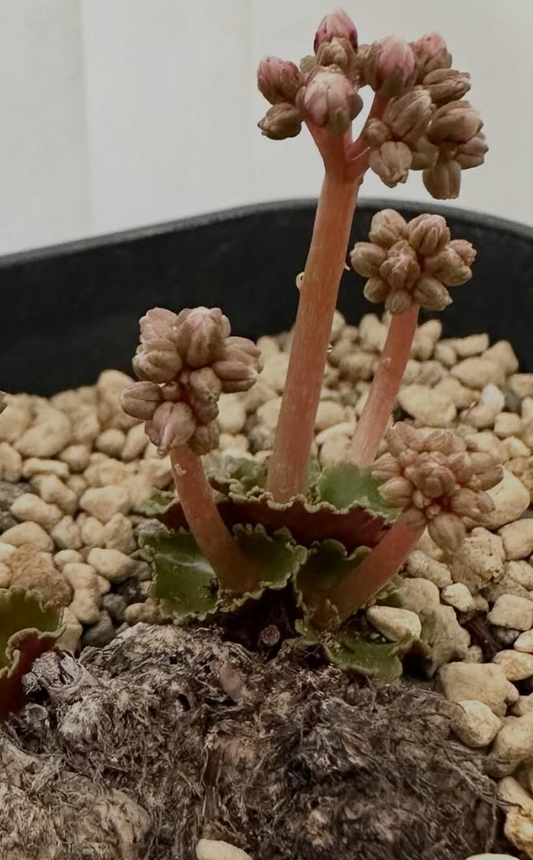 Crassula saxifraga 8 Pieces Seeds