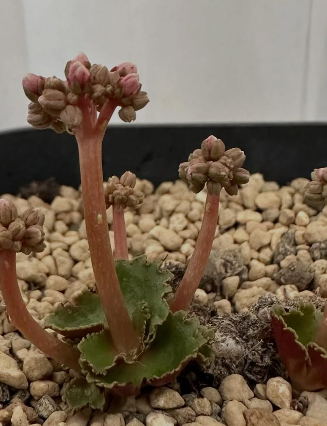 Crassula saxifraga 8 Pieces Seeds