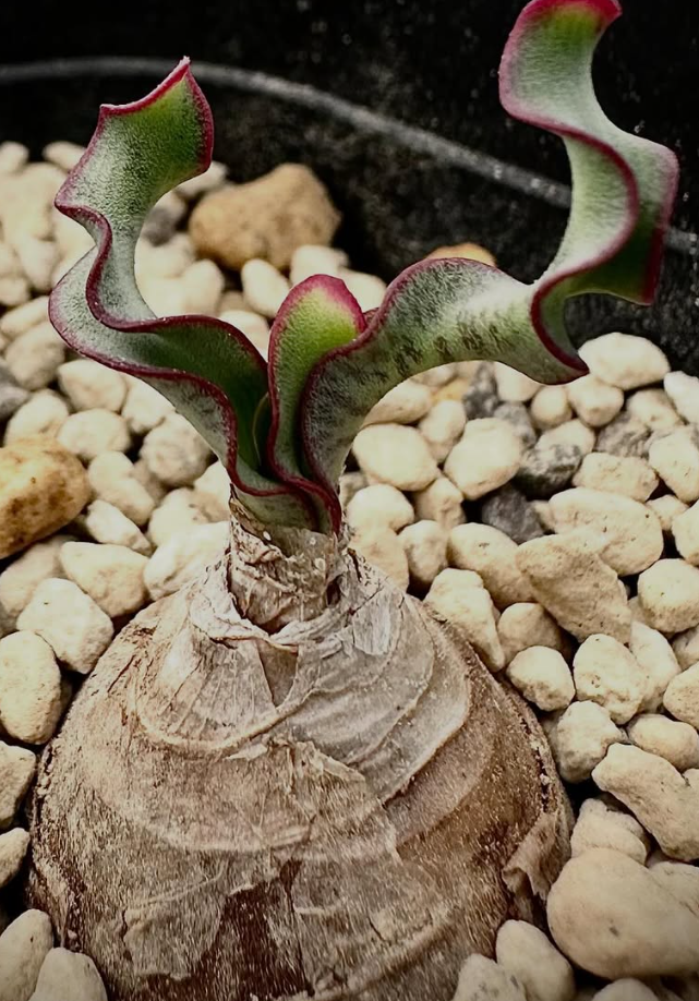 Haemanthus crispus 5 Pieces Seeds