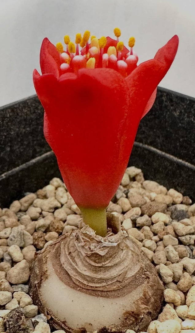 Haemanthus crispus 5 Pieces Seeds