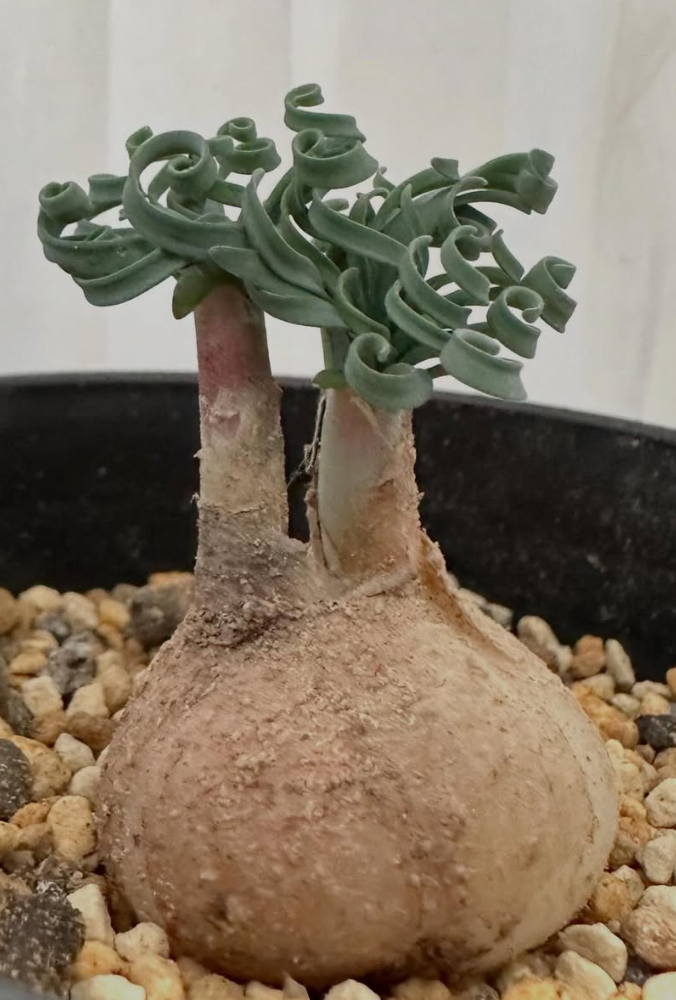 Gethyllis linearis 4 Pieces Seeds