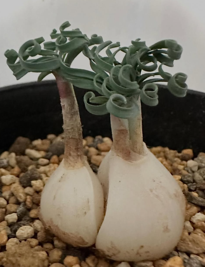 Gethyllis linearis 4 Pieces Seeds