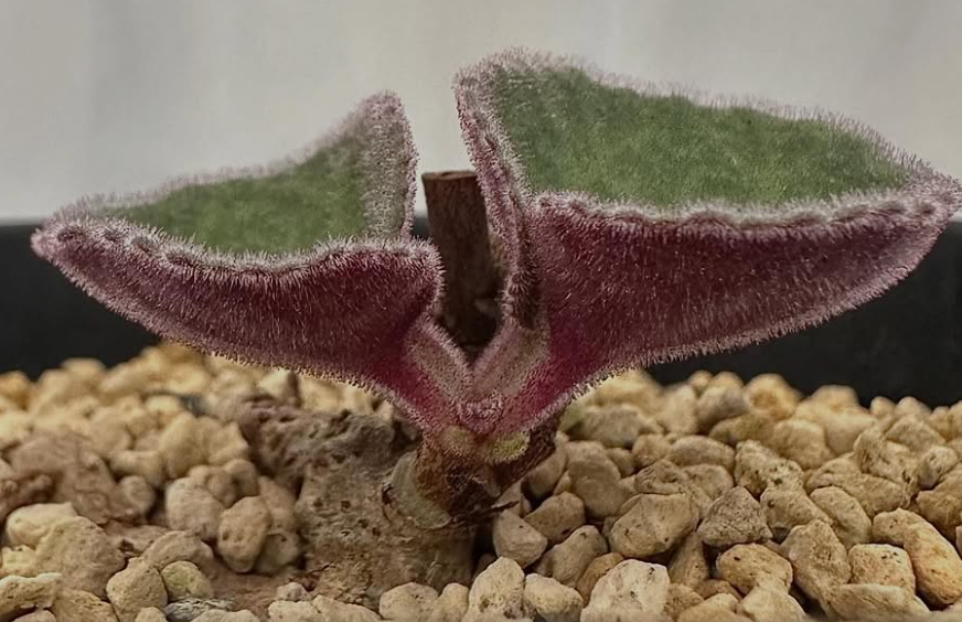 Tylecodon singlaris 7 Pieces Seeds