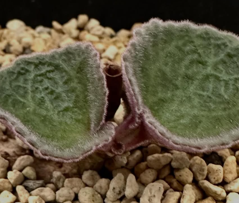 Tylecodon singlaris 7 Pieces Seeds