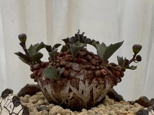 Othonna arumiana 6 Pieces Seeds