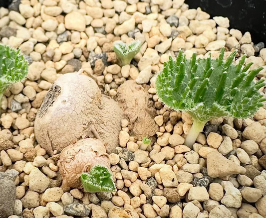 Eriospermum appendeculatum 4 Pieces Seeds