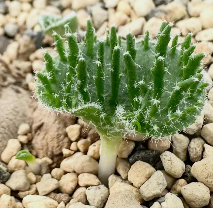 Eriospermum appendeculatum 4 Pieces Seeds