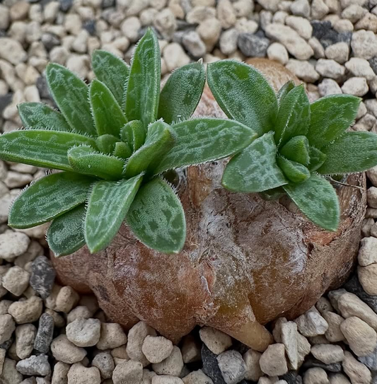 Bulbine haworthioides 8 Pieces Seeds