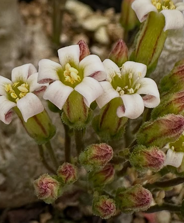 Tylecodon decipiens 8 Pieces Seeds