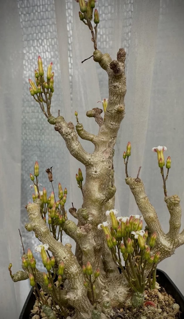 Tylecodon decipiens 8 Pieces Seeds