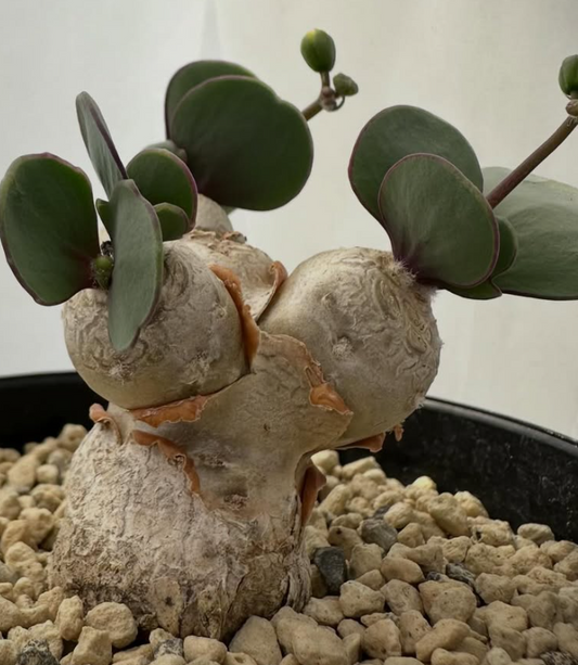 Othonna wrinkleana 6 Pieces Seeds