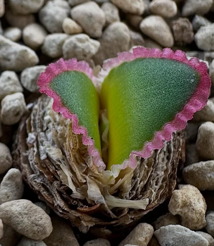 Brunsvigia Elandsmontana 4 Pieces Seeds