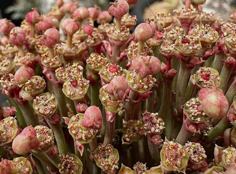 Euphorbia khandallensis 10 Pieces Seeds