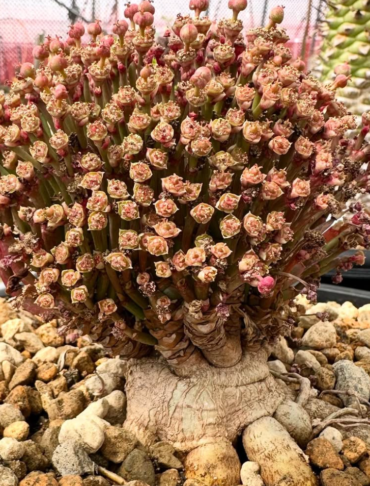 Euphorbia khandallensis 10 Pieces Seeds