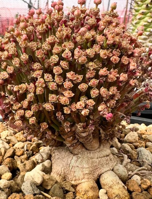 Euphorbia khandallensis 10 Pieces Seeds