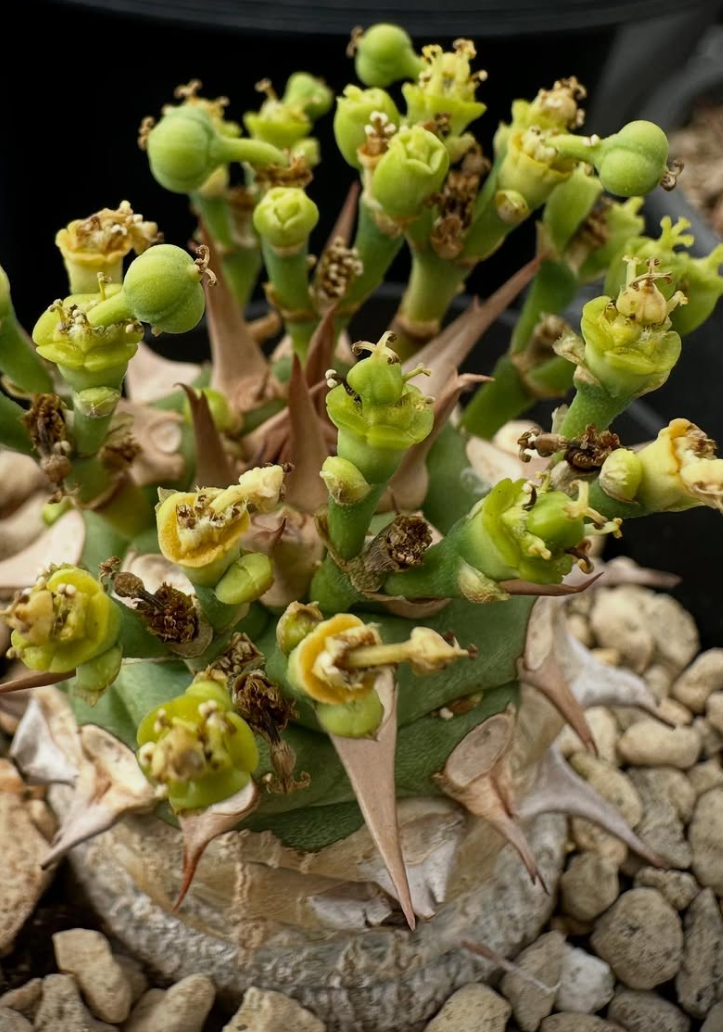 Euphorbia sapinii 6 Pieces Seeds