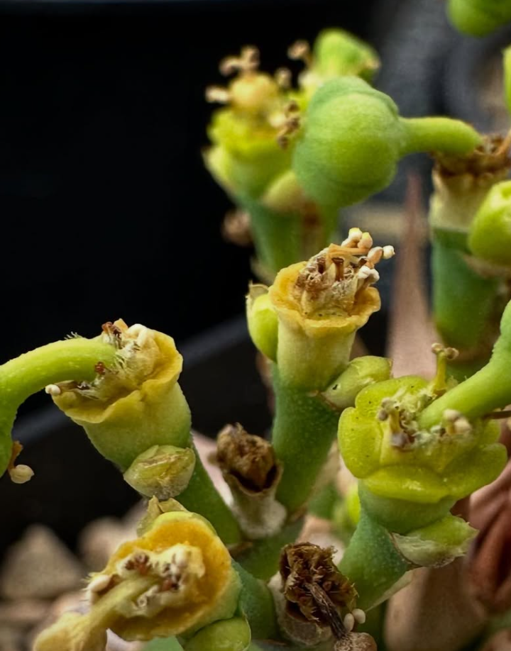 Euphorbia sapinii 6 Pieces Seeds