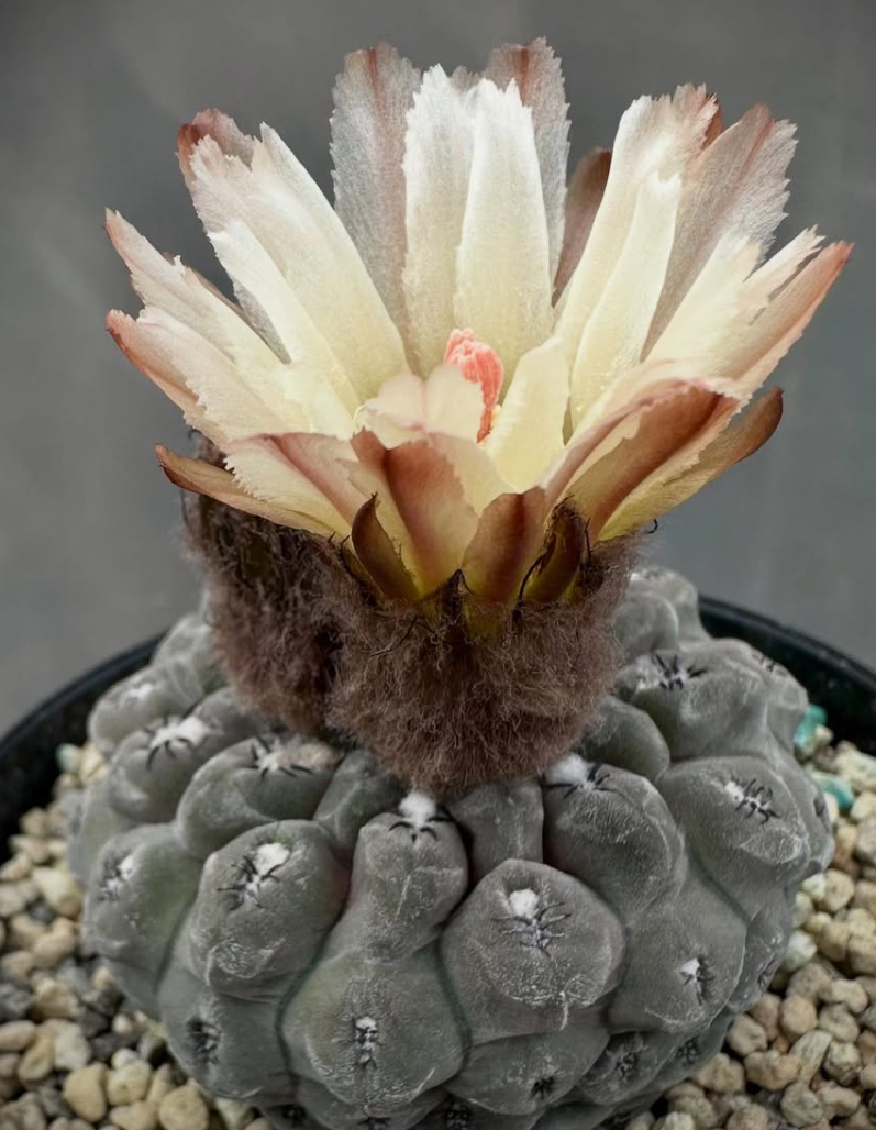 Neochilenia napina 10 Pieces Seeds