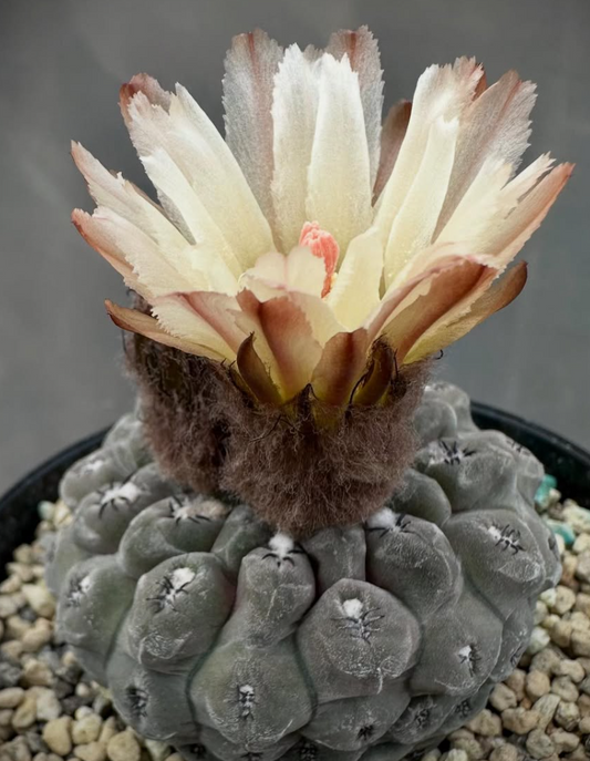 Neochilenia napina 10 Pieces Seeds