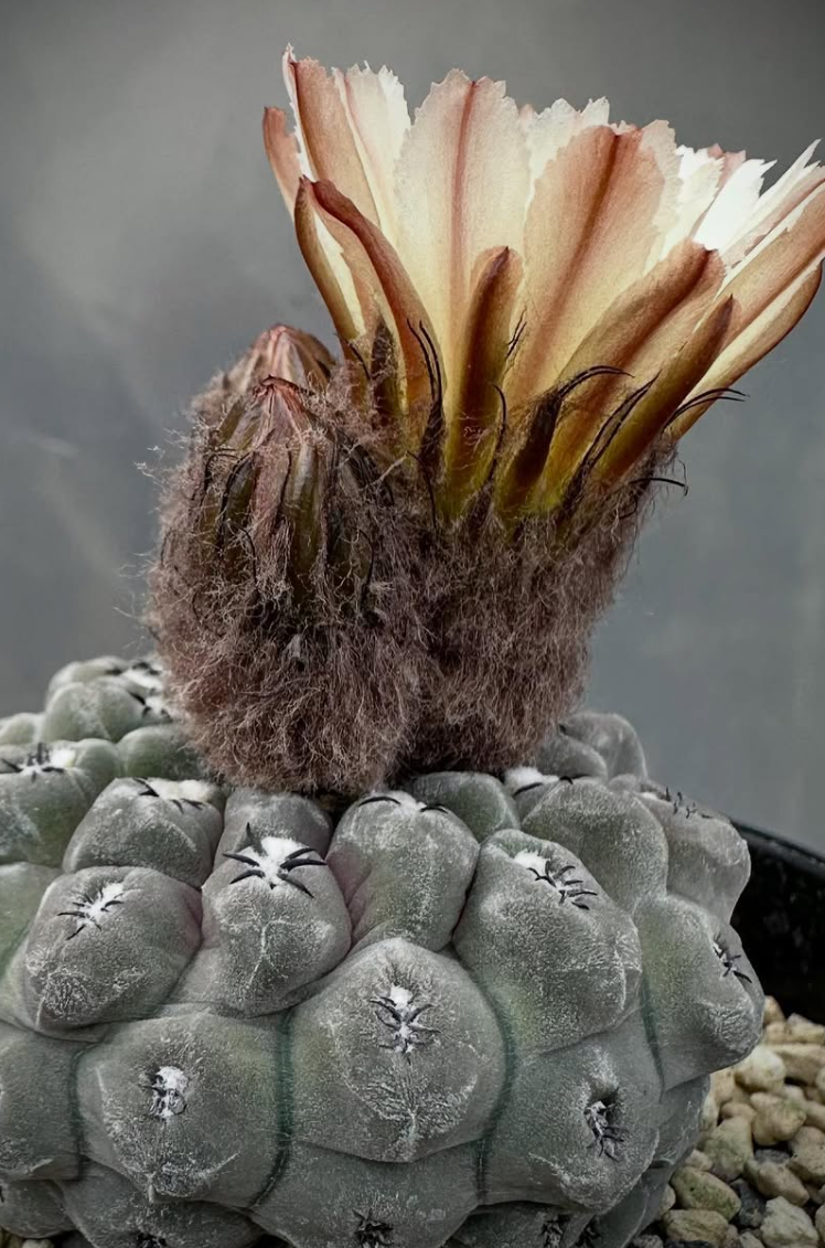 Neochilenia napina 10 Pieces Seeds