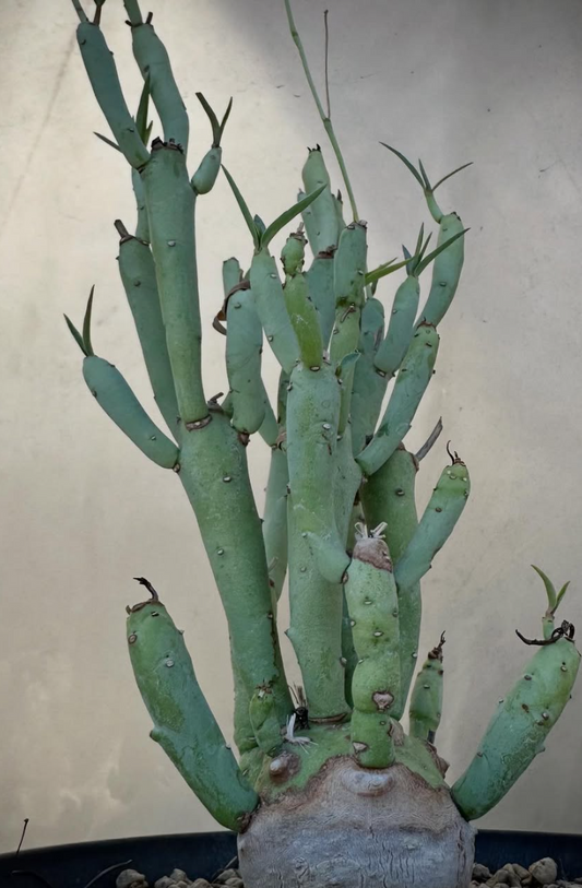 Euphorbia Etuberculosa 6 Pieces Seeds